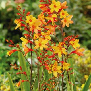 Harlequin Crocosmia Thumbnail